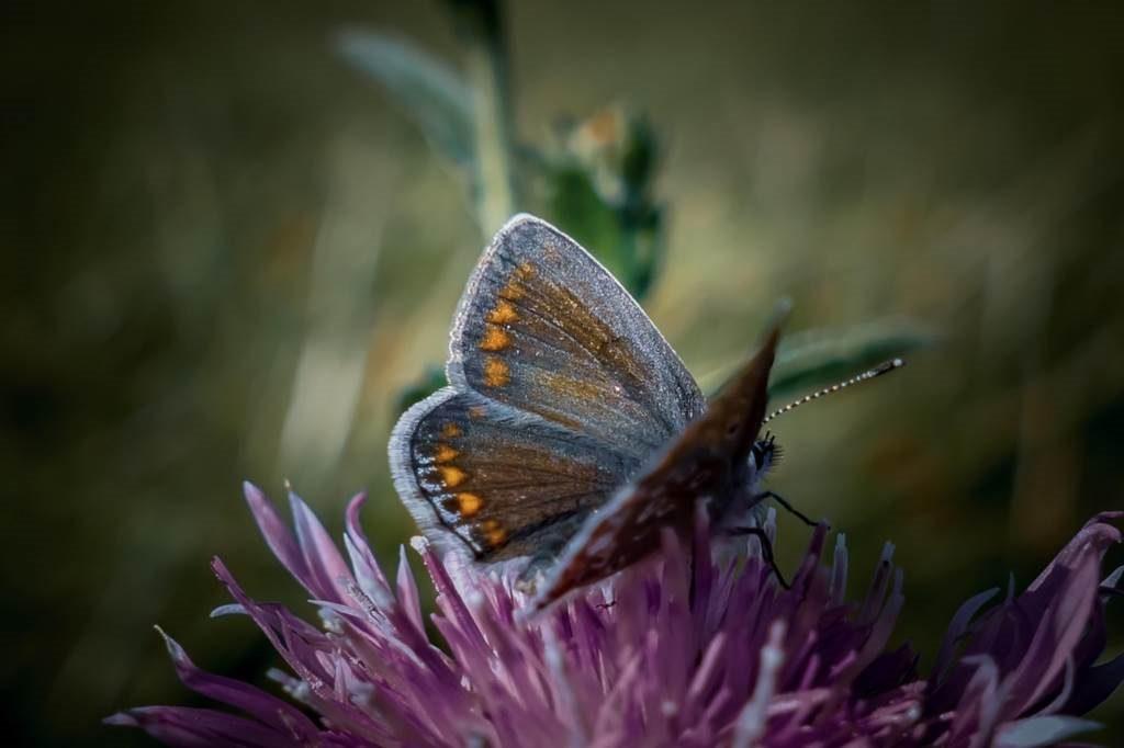 czym żywią się motyle
