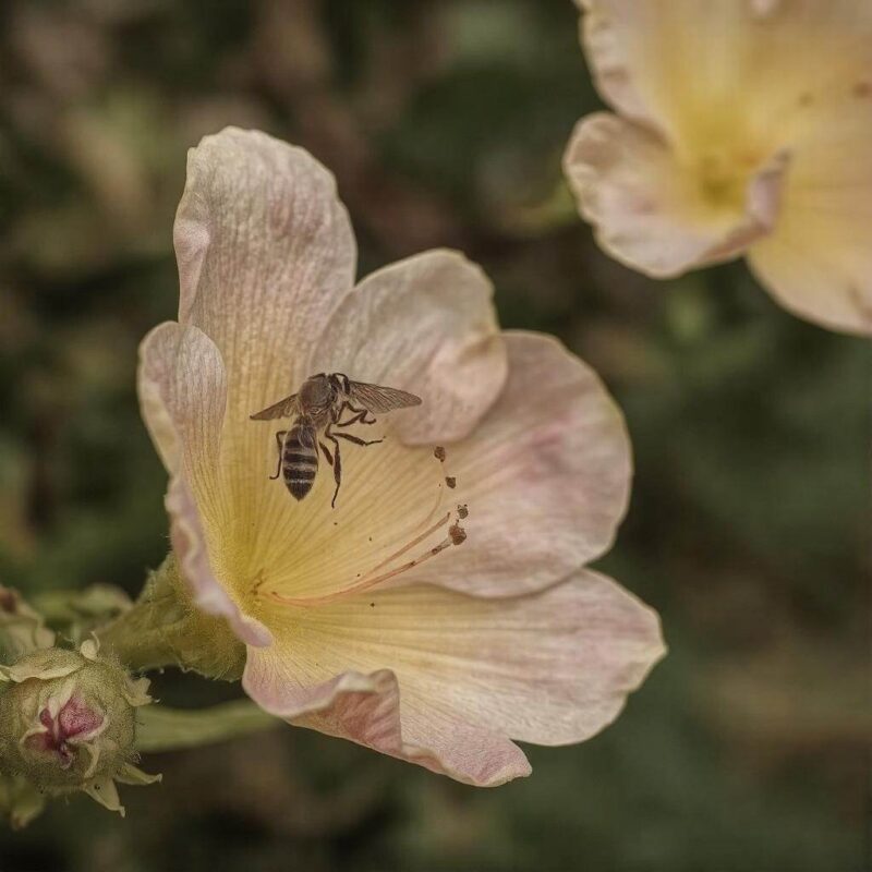Adaptacyjne znaczenie rozmnażania bezpłciowego