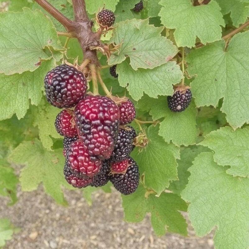 Kiedy zbierać owoce morwy czarnej